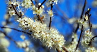 Genieten van de bloesempracht