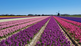 Heerlijk...Lente !