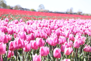 Tulpenveld in Bloei