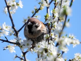 Heerlijk in de Bloesem