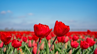 Rode tulpen onder blauwe lucht