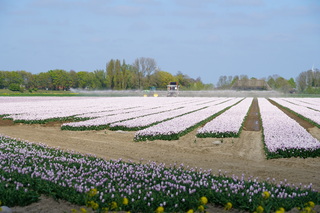 Tulpen beregenen