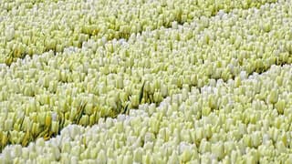 Bollenvelden tussen Egmond en Heiloo 