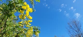 Zonnig en blauwe lucht 