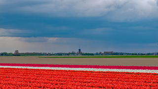 Regenbuien boven rode tulpenveld