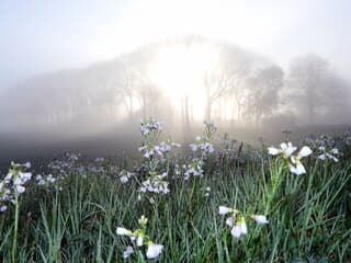 Pinksterbloemen met Pasen
