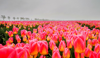 Tulpenveld met grijze lucht 
