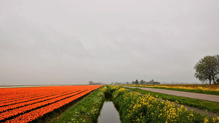 Midwoud kleur met grijs