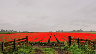 Bollenveld regen 
