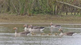 Jonge eendjes