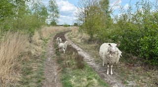 Dit moederschaap met haar 2 lammetjes waren ook heerlijk aan de wandel met dit mooie zonnige weer.