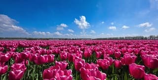 Tulpenroute Flevoland