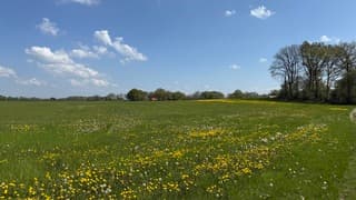 Groene Velden met pasrdebloemen