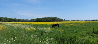 Beetje sluierbewolking 