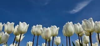 Witte tulpen strak blauwe lucht en sluierbewolking 
