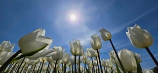Stralende zon boven witte tulpen in de Noordoostpolder 