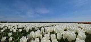 Blauwe lucht met lichte sluierbewolking boven tulpenveld 