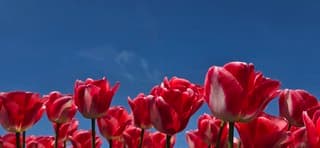 Bloeiende tulpen en een strak blauwe lucht 