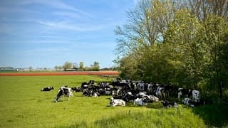 Koeien schuilen (voor de zon)