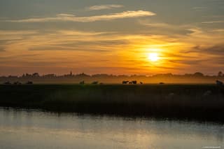 Schapen en lammetjes bij zonsondergang