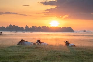 Koeien bij zonsopkomst