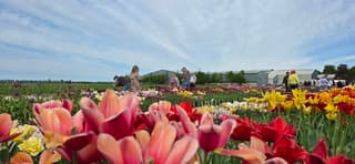 Bewolking boven deze kleurrijke tulpen in de Noordoostpolder 