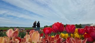 Blauw bewolkte lucht boven kleurrijke tulpen in de Noordoostpolder 