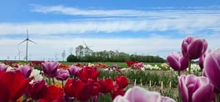 Blauw bewolkte lucht boven kleurrijke tulpen in de Noordoostpolder