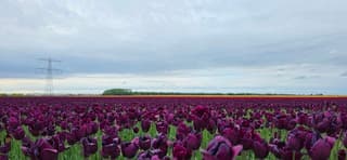 Dichte bewolking boven paars tulpenveld in de Noordoostpolder 