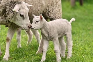 Lammetje en moeder schaap