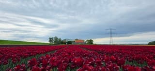 Dichte bewolking boven rode tulpen in de Noordoostpolder