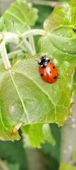 Lief