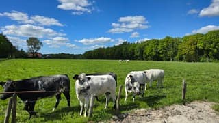 Van het buitenleven genieten.