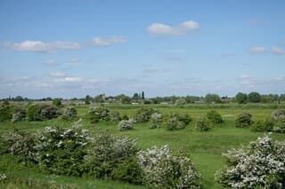 De vele meiddoorns in bloei in de uiterwaarden