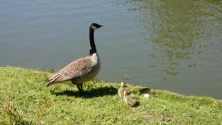 Moeder eend met jonkies bij de gracht.