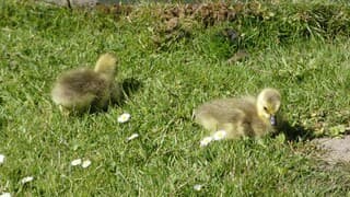 Jonge eendjes genieten in de zon.