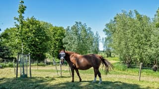 Paard in de schaduw