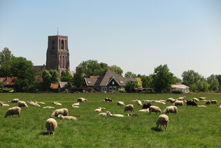 Schapen genieten van de zon