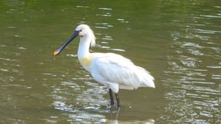 Een Lepelaar in de zon