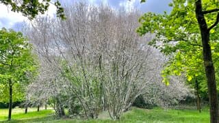 Rupsen van de Spinselmot hebben deze boom, en vele andere bomen, volledig kaalgevreten en bedekt met spinselnesten. 