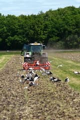 Ooievaars in overvloed