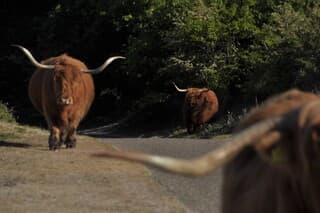 Aparte weggebruikers