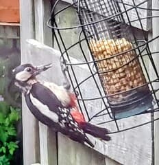 Specht in tuin bij pindakorfje