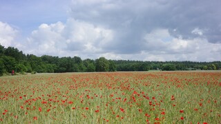 Zon en wolken in een fraai landschap met klaprozen op Utrechtse Heuvelrug 