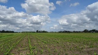 Zon en wolken boven de jonge maisplanten
