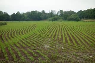 Plasjes water op het land