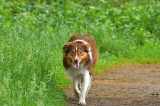 Ochtendwandeling. Prima weer voor.