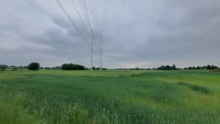Graansoort in bloei met elektriciteitsmeter en donkere wolken