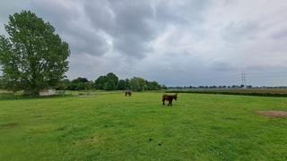 ezels in de wei