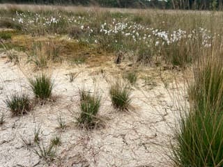Drooggevallen vennetje 